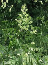 Attēlu rezultāti vaicājumam “Dactylis glomerata subsp. glomerata”