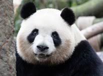 Image result for pandas