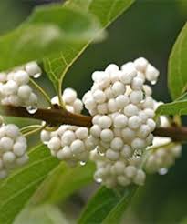 Attēlu rezultāti vaicājumam “Salix triandra fruit”