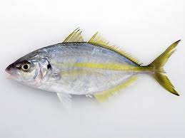 Image result for Pseudocaranx dentex