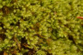 Attēlu rezultāti vaicājumam “Eurhynchiastrum pulchellum”