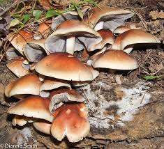 Attēlu rezultāti vaicājumam “Hypholoma sp.”