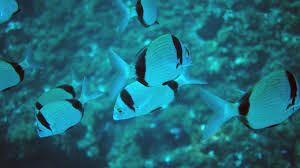 Image result for Diplodus vulgaris