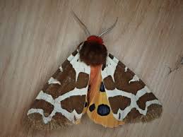 Attēlu rezultāti vaicājumam “Arctia caja”