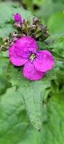 Image result for Lunaria annua