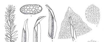 Attēlu rezultāti vaicājumam “Fissidens taxifolius sporophyte”
