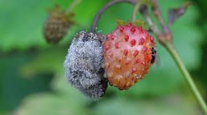 Attēlu rezultāti vaicājumam “Trichia botrytis young”