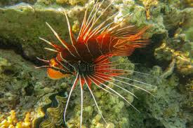 Image result for Pterois radiata