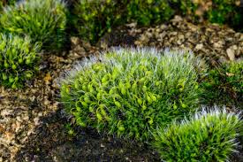 Attēlu rezultāti vaicājumam “Grimmia pulvinata”