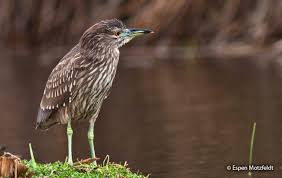 Image result for Nycticorax nycticorax