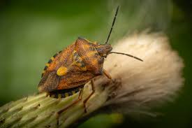 Attēlu rezultāti vaicājumam “Carpocoris purpureipennis”