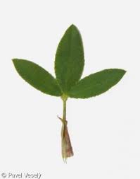 Attēlu rezultāti vaicājumam “Trifolium montanum leaf”