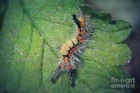 Attēlu rezultāti vaicājumam “Orgyia antiqua”