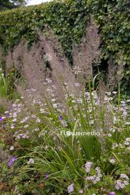 Attēlu rezultāti vaicājumam “Calamagrostis arundinacea”