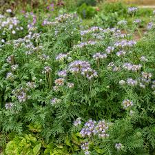 Image result for Phacelia