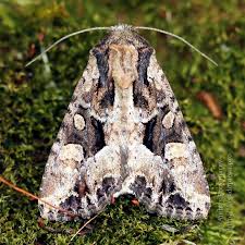 Attēlu rezultāti vaicājumam “Apamea remissa”