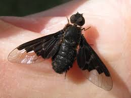 Attēlu rezultāti vaicājumam “Hemipenthes morio”