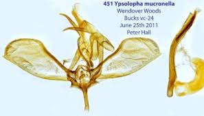 Attēlu rezultāti vaicājumam “Ypsolophidae”