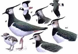 Attēlu rezultāti vaicājumam “Vanellus vanellus adult”