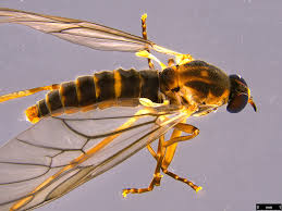 Attēlu rezultāti vaicājumam “Therevidae”