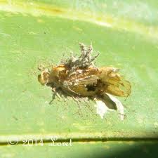 Attēlu rezultāti vaicājumam “Entomophaga grylli”