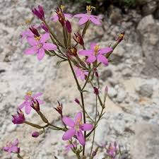 Image result for Centaurium erythraea