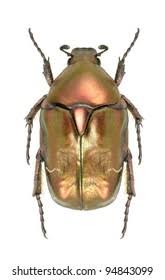 Attēlu rezultāti vaicājumam “Potosia cuprea”