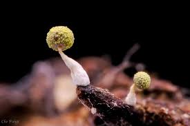 Attēlu rezultāti vaicājumam “Physarum murinum spores”