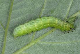 Attēlu rezultāti vaicājumam “Autographa pulchrina”