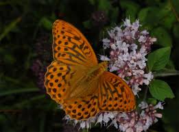 Attēlu rezultāti vaicājumam “Argynnis paphia”
