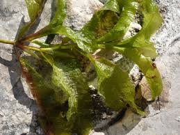 Attēlu rezultāti vaicājumam “Potamogeton lucens”