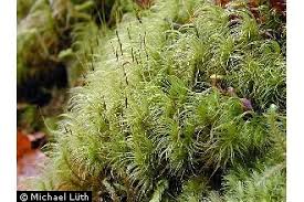 Attēlu rezultāti vaicājumam “| Dicranum”