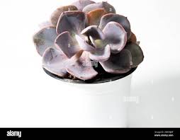 Attēlu rezultāti vaicājumam “Badhamia lilacina spores”