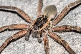 Attēlu rezultāti vaicājumam “Pisauridae”