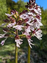 Attēlu rezultāti vaicājumam “Orchis ustulata flower”