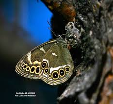 Attēlu rezultāti vaicājumam “Lopinga achine upperside”