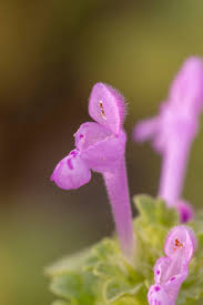 Attēlu rezultāti vaicājumam “Lamium amplexicaule flower”
