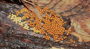 Attēlu rezultāti vaicājumam “Oligonema affine macro”