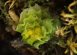 Attēlu rezultāti vaicājumam “Fossombronia wondraczekii”