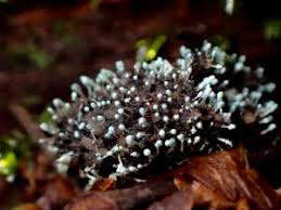 Attēlu rezultāti vaicājumam “Penicillium vulpinum”