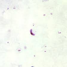 Attēlu rezultāti vaicājumam “Dianema depressum plasmodium”