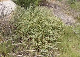 Attēlu rezultāti vaicājumam “Atriplex calotheca”