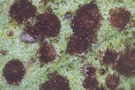 Attēlu rezultāti vaicājumam “Tranzschelia anemones”