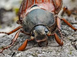 Attēlu rezultāti vaicājumam “Melolontha melolontha”