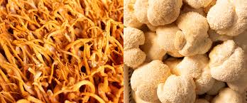 Attēlu rezultāti vaicājumam “Cordyceps”