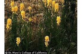 Image result for Linaria vulgaris
