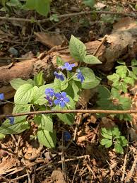 Image result for Omphalodes verna