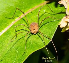 Attēlu rezultāti vaicājumam “Opiliones”