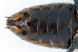 Attēlu rezultāti vaicājumam “Pristiphora maesta”