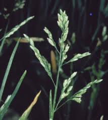 Attēlu rezultāti vaicājumam “Poa annua”